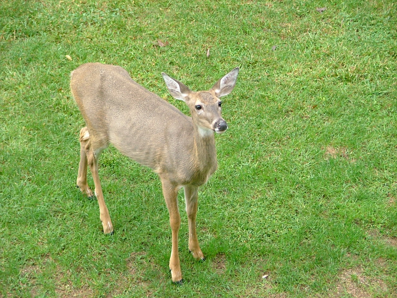 deer 007.jpg