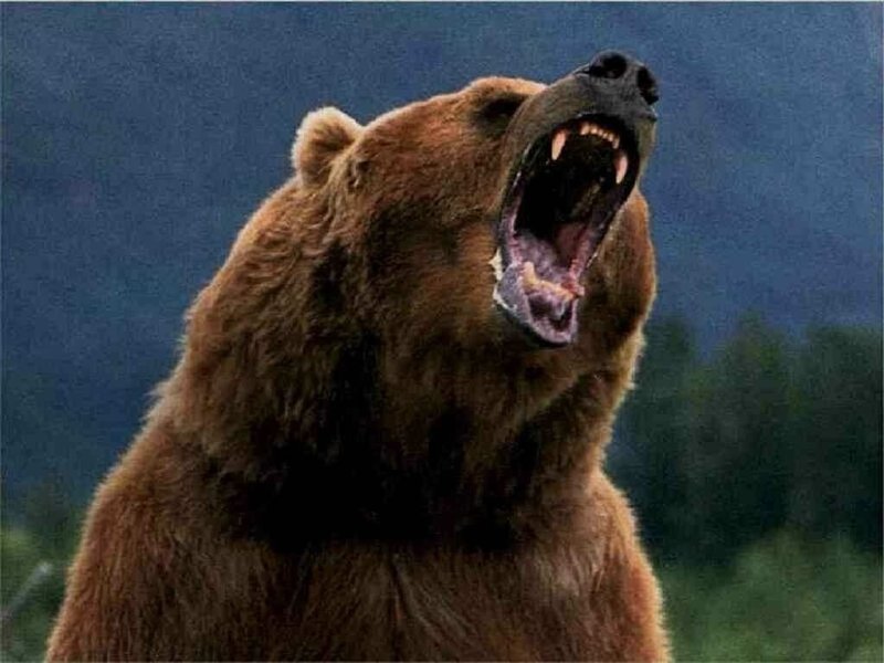 Bear-wild-animals-3310948-1024-7