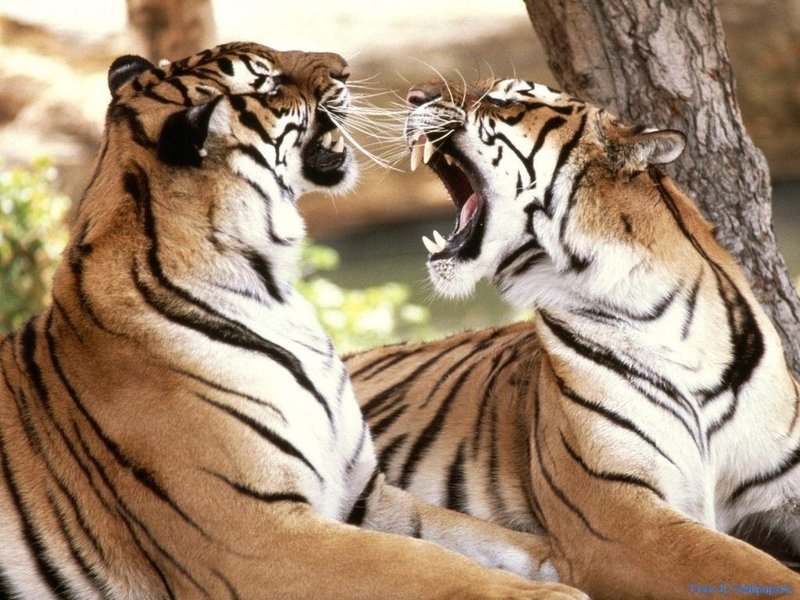 Big-Cat-Fight-wild-animals-27854