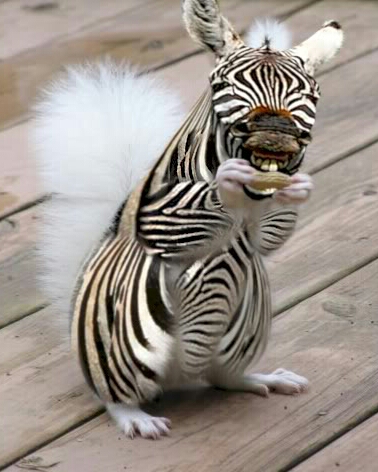 zebra_squirrel-1.jpg