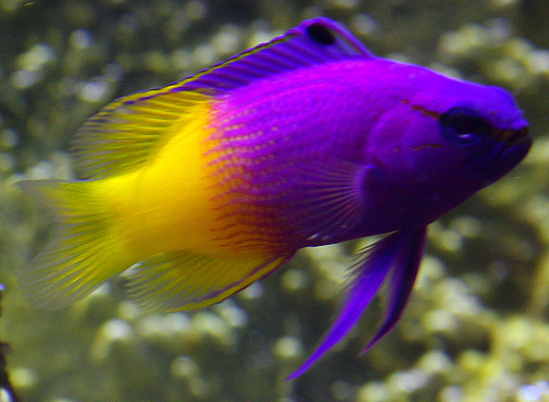 Bright-Colored-Fish-bright-color
