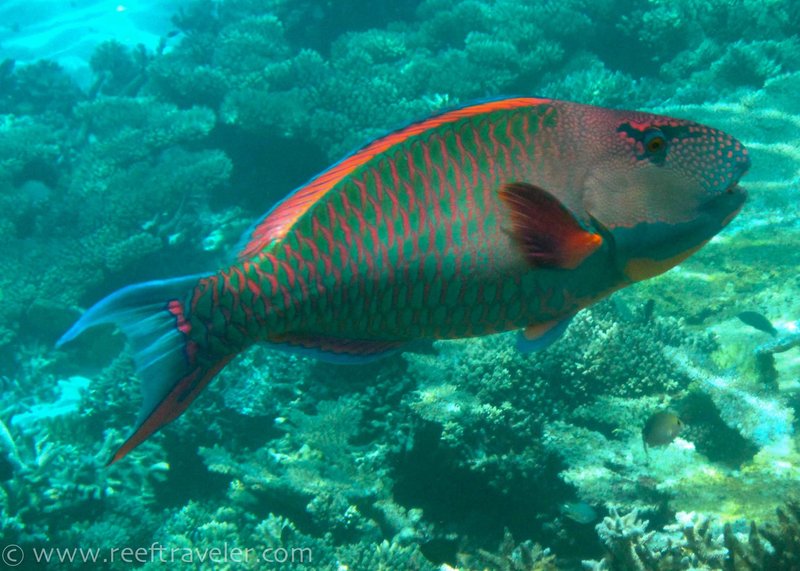 Maldives-Parrot-Fish.jpg