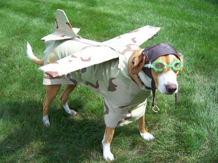 dog-airplane-costume-funny.jpg
