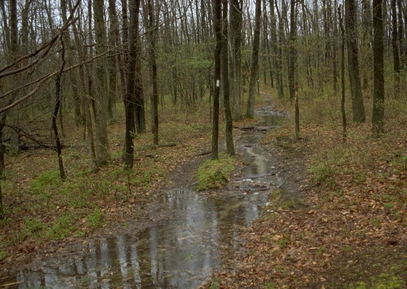 Appalachian Trail in April.jpg
