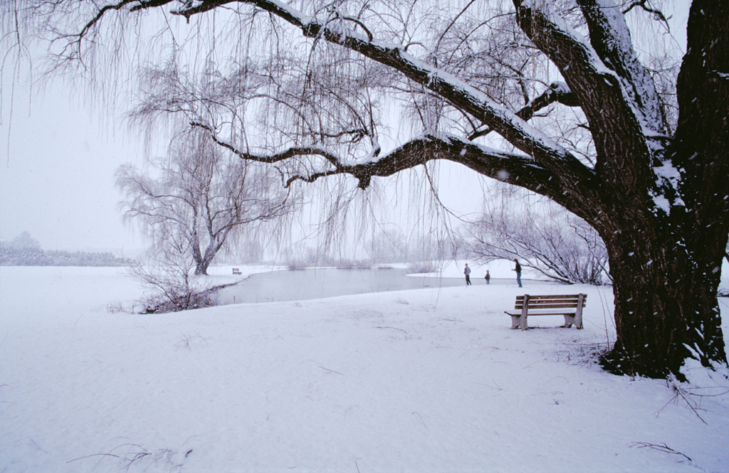 Tree,-Lake,-and-Snow.jpg