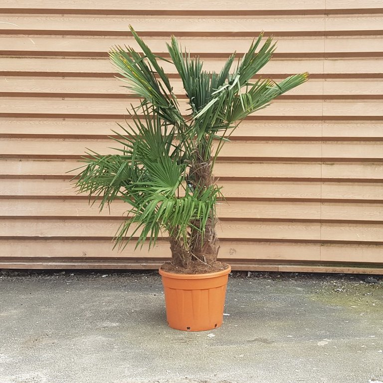 palmier-trachycarpus-fortunei-mu