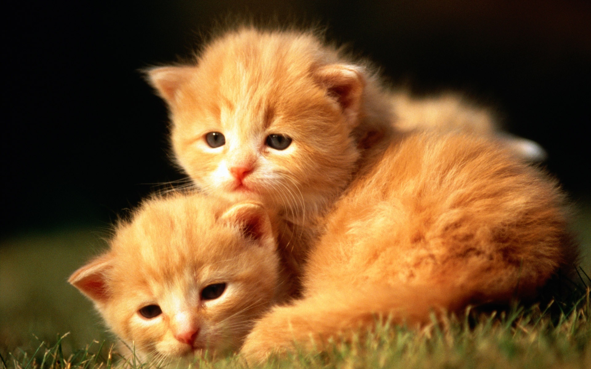 8775557-cute-little-cats.jpg