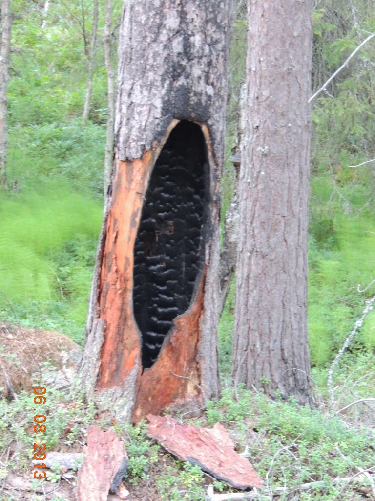 Выгоревшее дерево.jpg