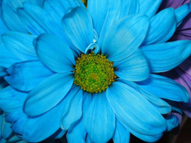 Bright Blue Flower (2).jpg