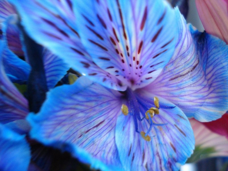 37-blue-flower-wallpaper-flower-