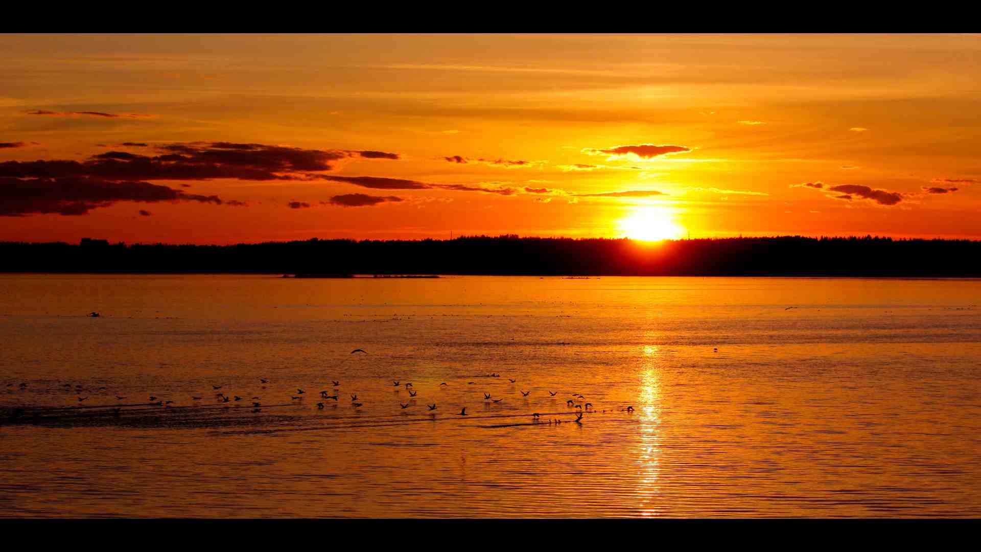sunset-birds1.jpg
