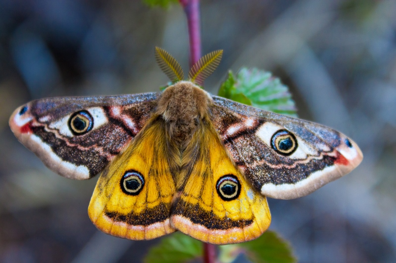 Emperor Moth (800x533).jpg