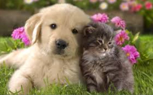kitten and dog 30-05-2014 1-24-2