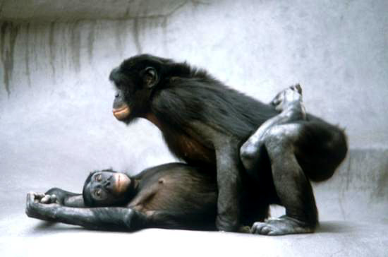bonobos1.jpg