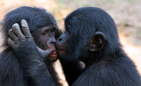 bonobos2.jpg