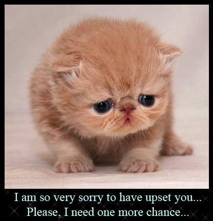 cute-sad-kitten06.jpg