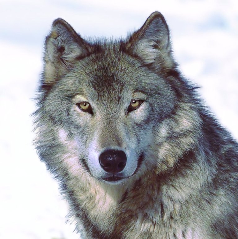 wolf-6.jpg