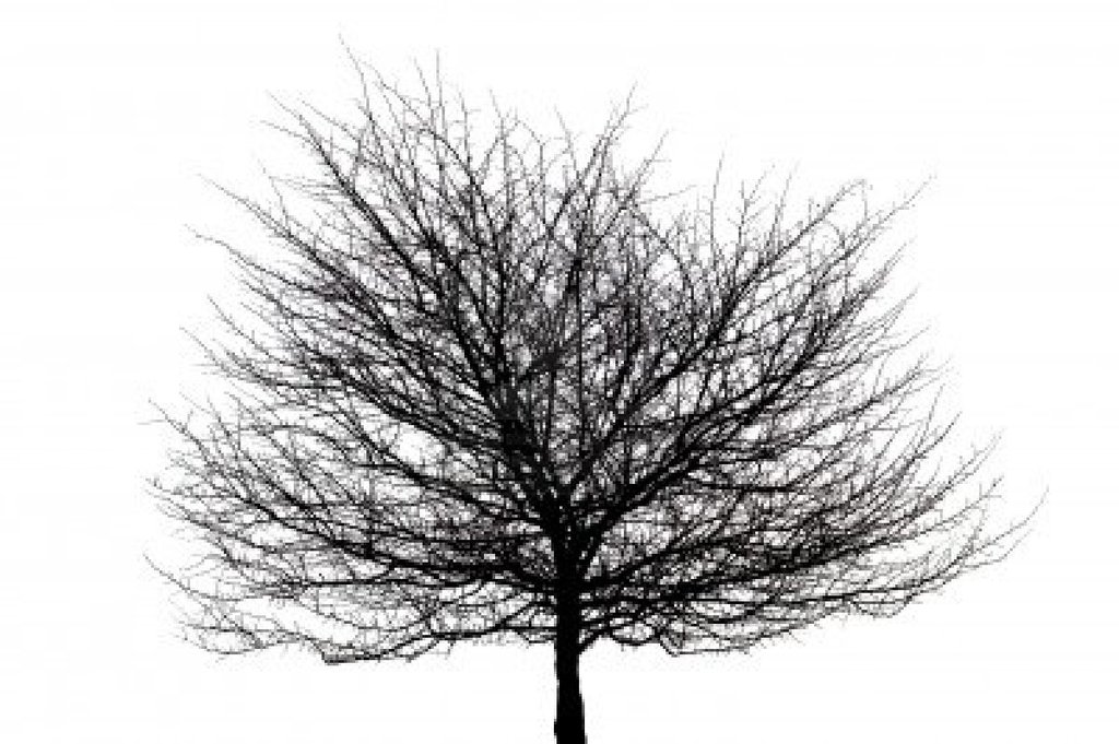 tree (5).jpg