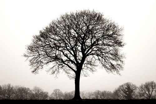 tree (6).jpg