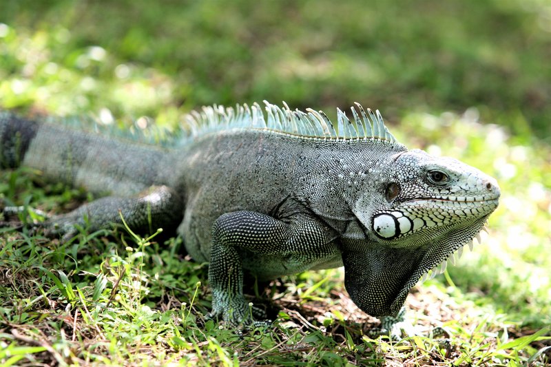 Gray-iguana-iguana9.jpg