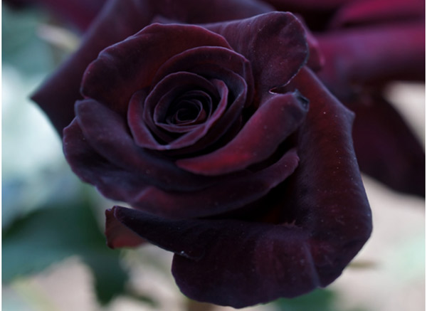 black-baccara-roses.jpg