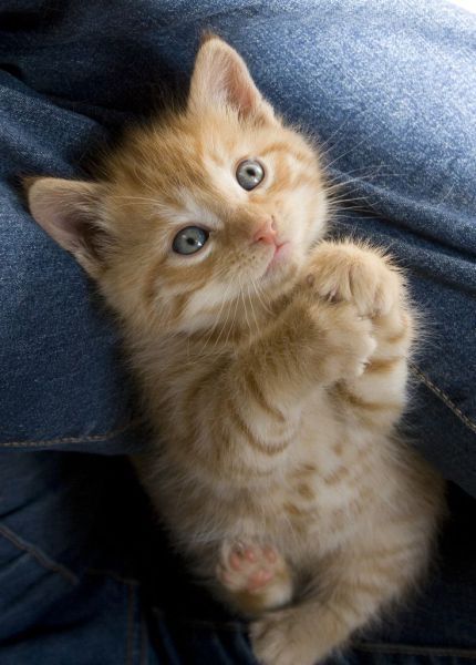 begging-kitten.jpg