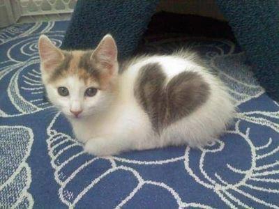 cat-heart.jpg