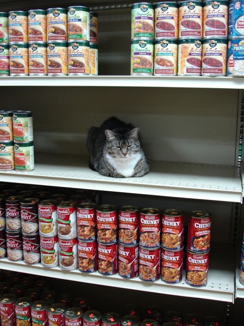 supermarket-cat.jpg