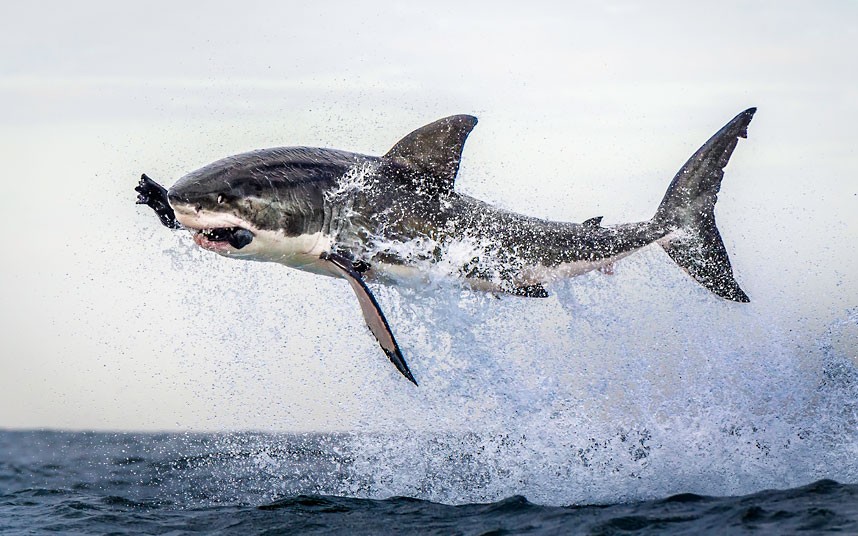 seal-shark-leap_2413378k.jpg