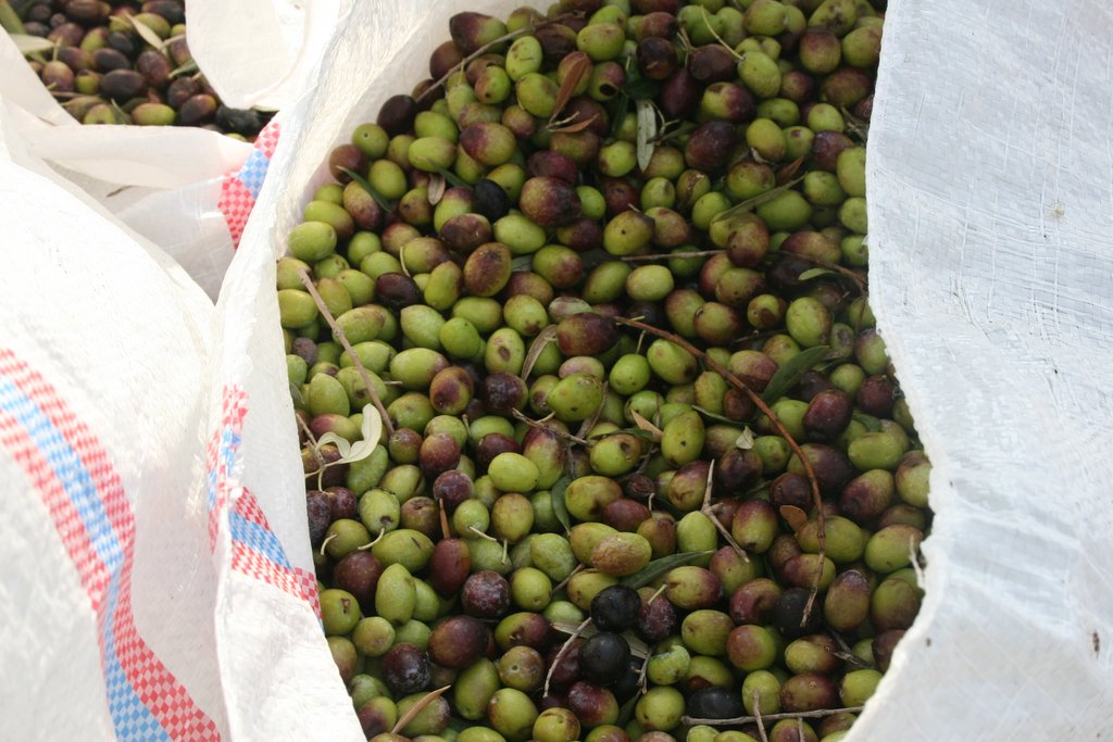 85. Bag of Olives.JPG