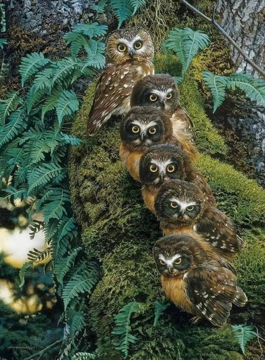 Owl family.jpg