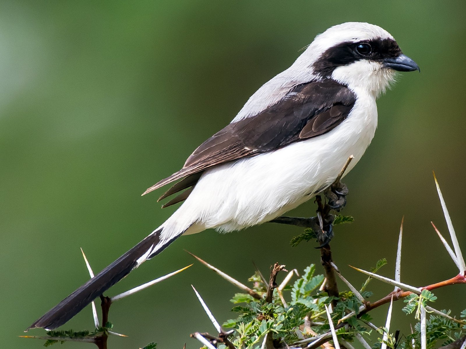 Gray-backed Fiscal - Central Africa 2.jpg
