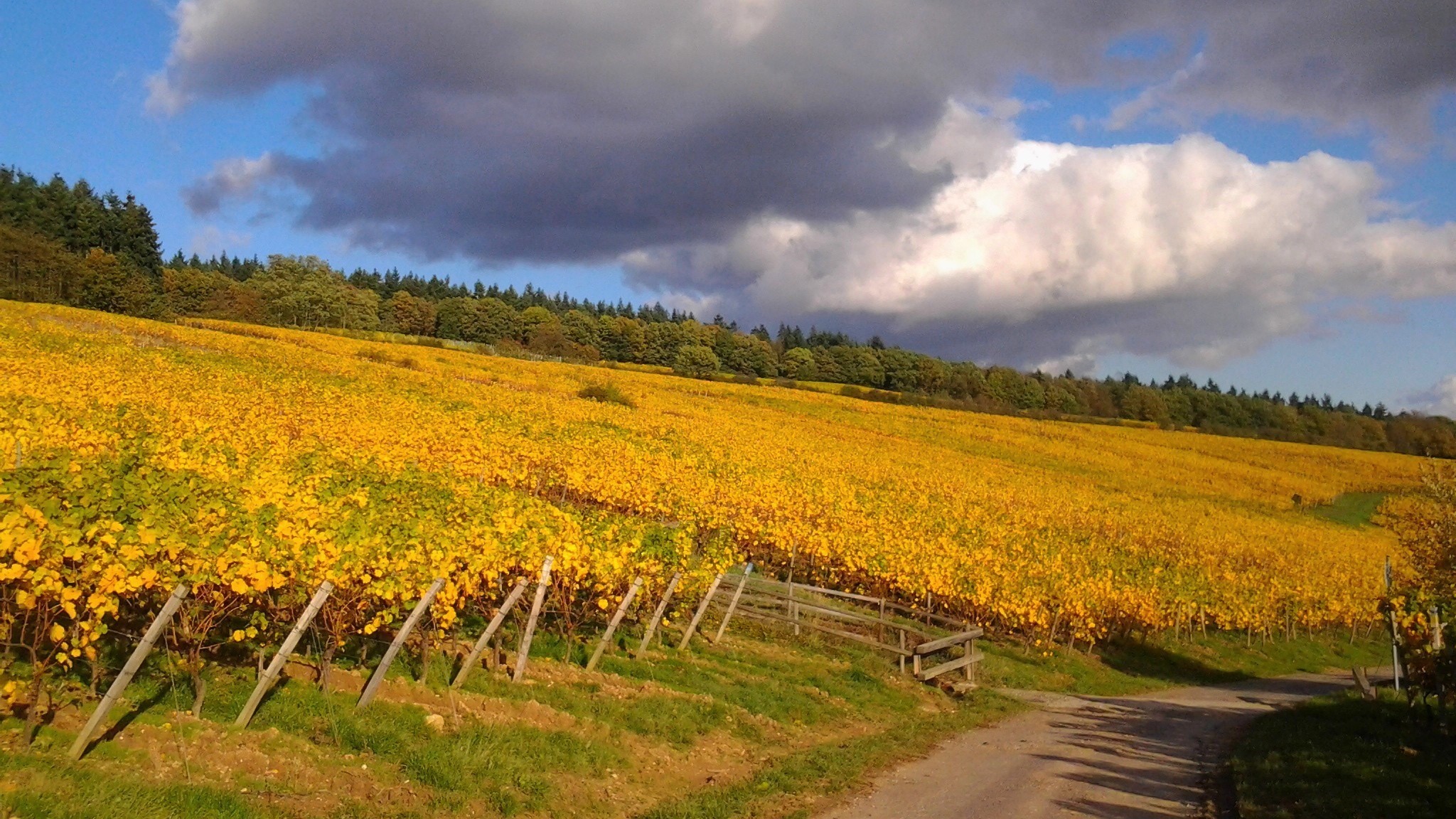 Autumn in the vineyards at Kiedr