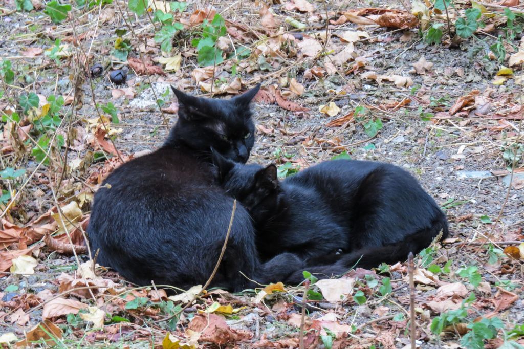 Ялта, Крым, кошки, кот, черная кошка