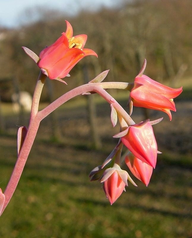 fulgens v obtusifolia_.jpg