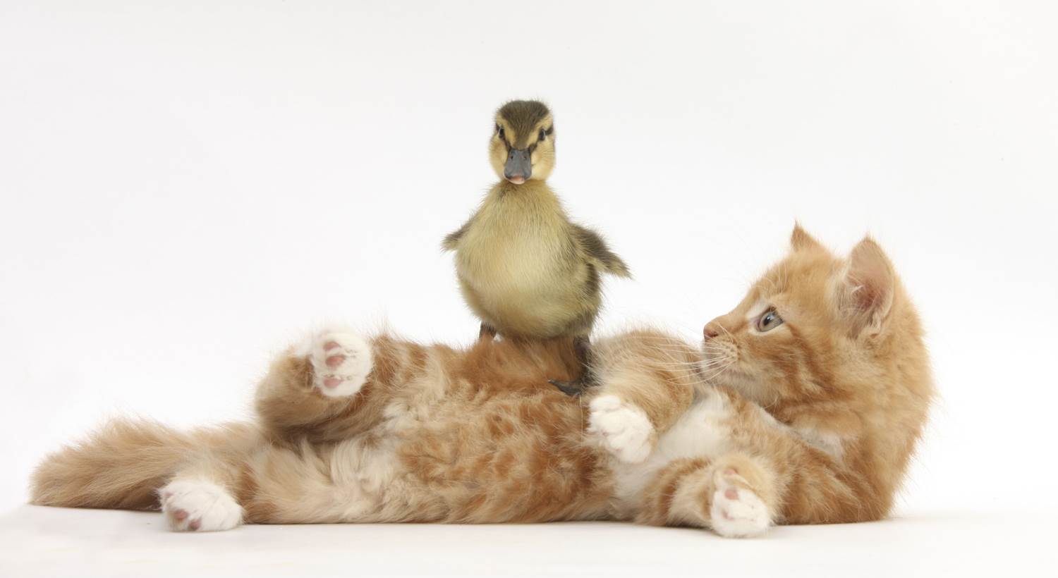 What-the-quack-ss-111122-animal-
