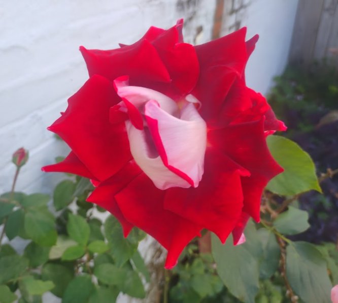 Red velvet rose 2021-12-04 16.57