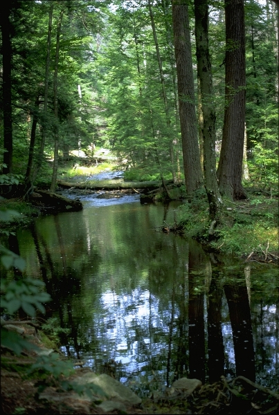 creek in woods.jpg
