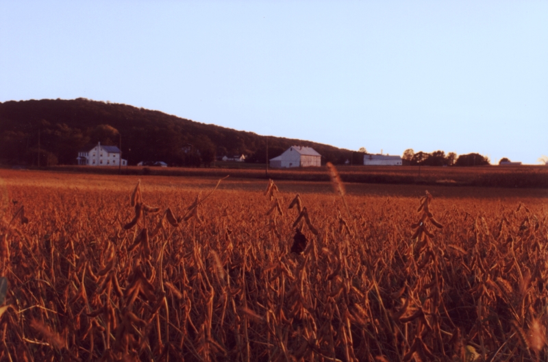Soybean field.jpg