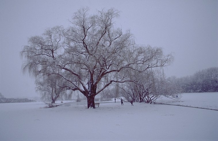 Tree, Lake, and Snow 2.jpg