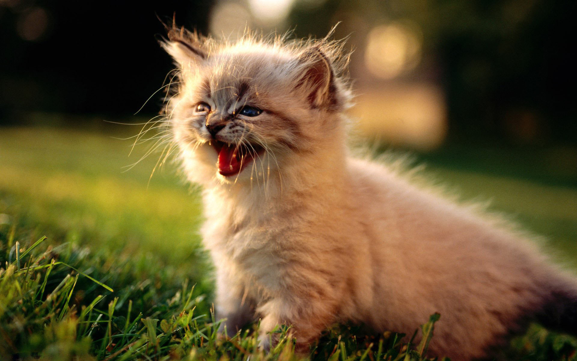 Cute-Little-Kitten-cute-kittens-